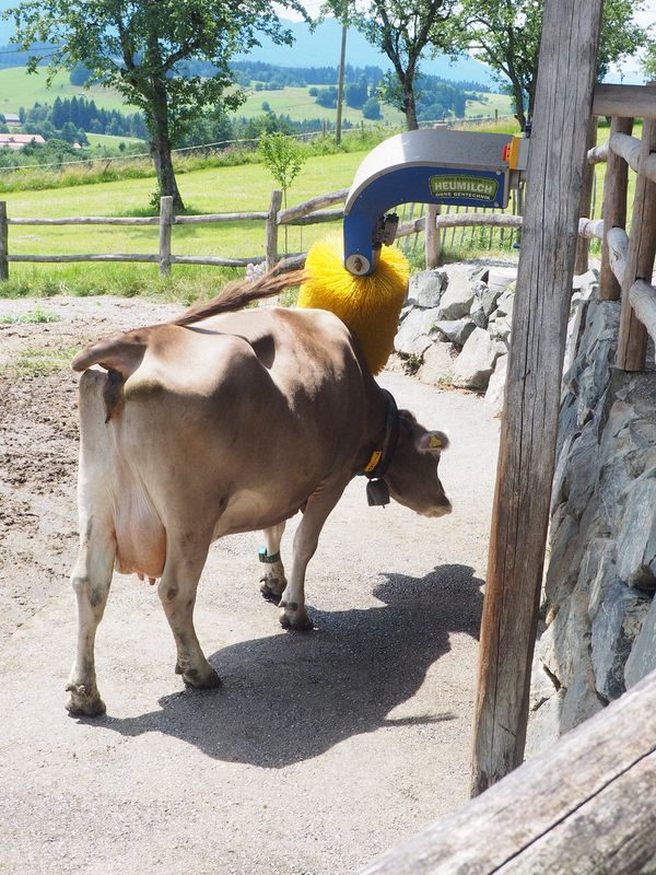 This cow uses an automatic brush to scratch an itch