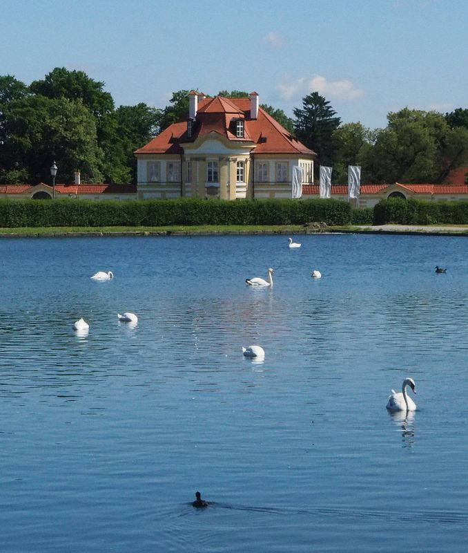 Swans swim in the Palace pond