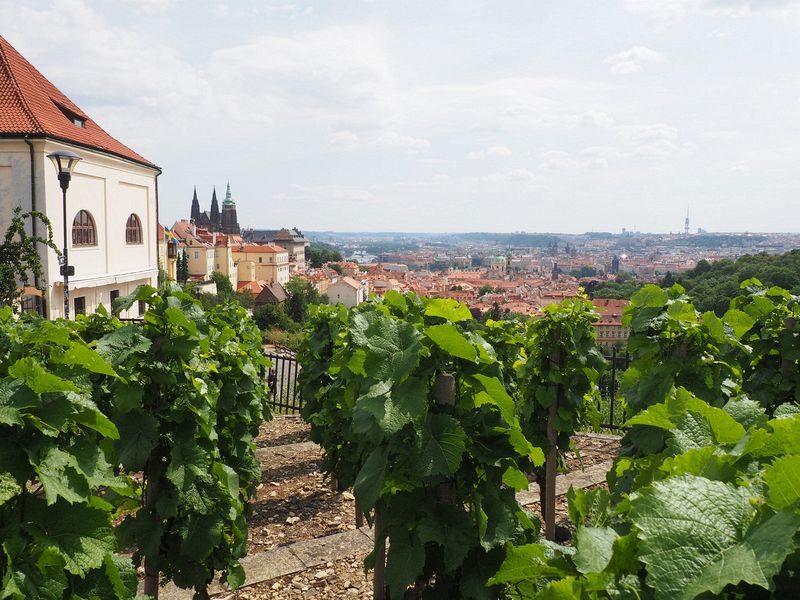 Grapes have been grown here since 1143