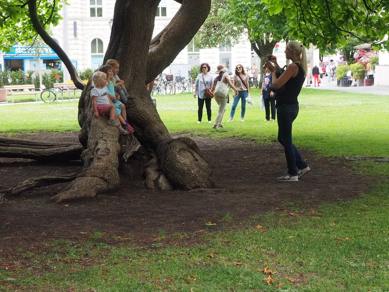 A woman takes a picture of little kids on a tree