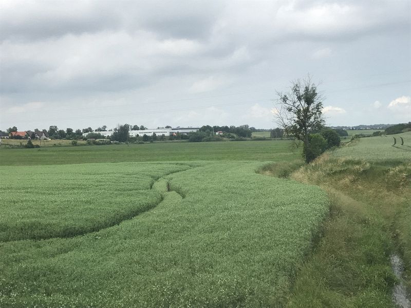 Oat fields, perhaps