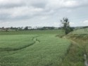 Oat fields, perhaps