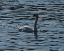 Another swan