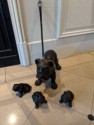 Bulldog and pups in our hotel lobby