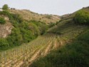We hike up into the vineyards