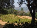 A Story vineyard