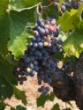Close up of the grapes