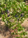 The vines are loaded with grapes