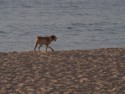 A doggy on the beach