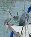 A pelican perches on a boat