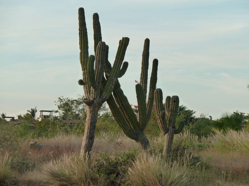 Cactus