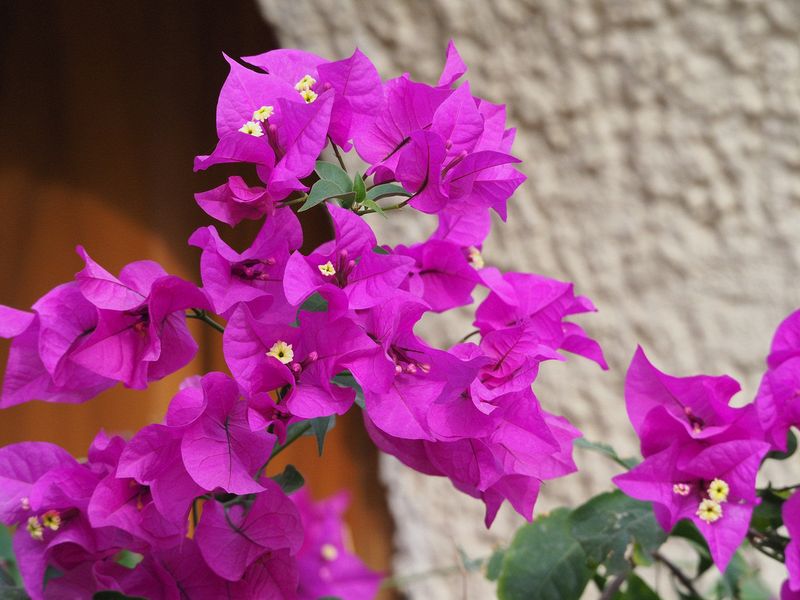 Purple bougainvillea