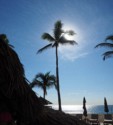 The sun behind a palm tree