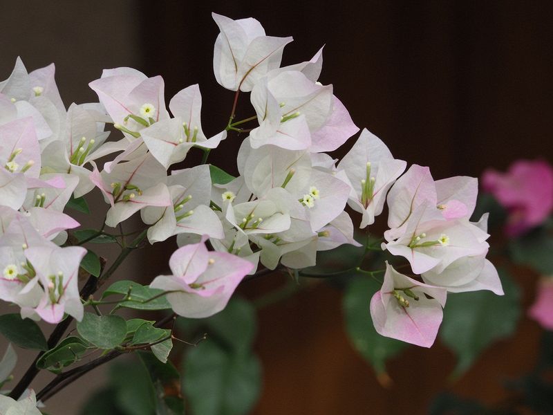 White bougainvillea