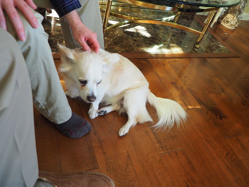 Hazel gets her ears scratched