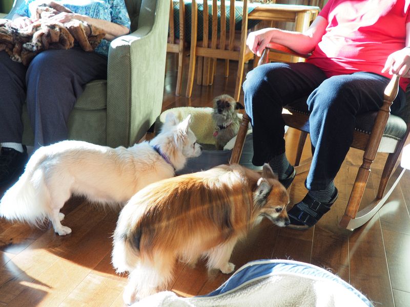 The dogs seem to be waiting for their presents