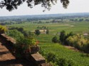 The Chateau's own vineyards grow all around
