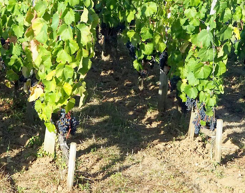 The grapes are still on the vines in mid-September