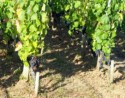 The grapes are still on the vines in mid-September