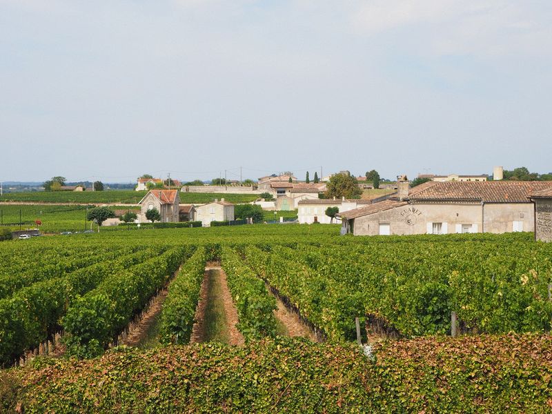 The grapevine canopies are uniformly trimmed