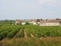 The grapevine canopies are uniformly trimmed