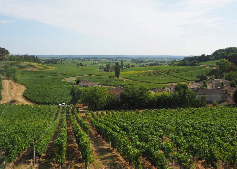Vineyards in the hills