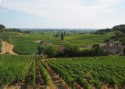 Vineyards in the hills