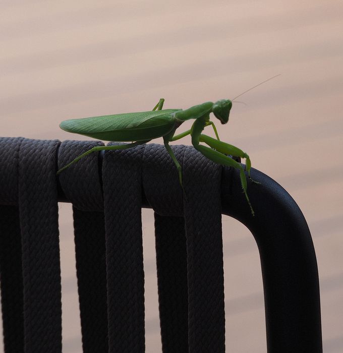 Stowaway praying mantis