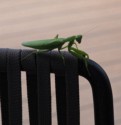 Stowaway praying mantis