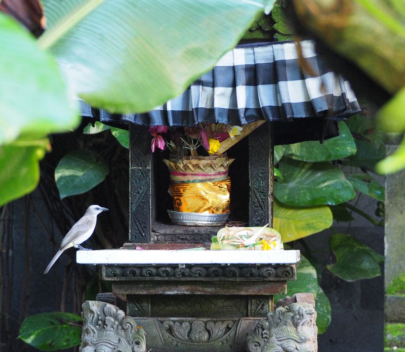 A bird eats at a shrine