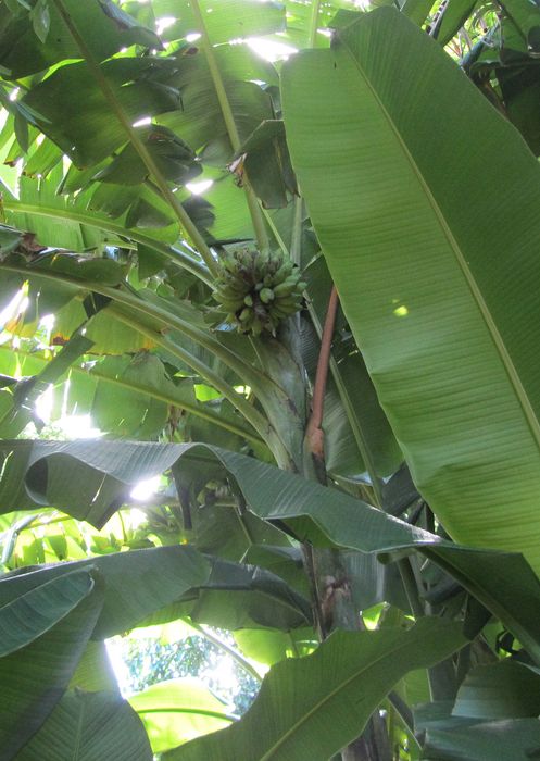 A bunch of bananas growing on a banana tree