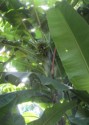 A bunch of bananas growing on a banana tree