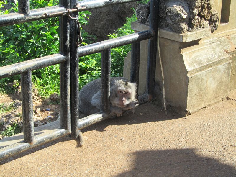 A monkey peeks through the bars