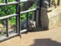 A monkey peeks through the bars