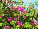 Bougainvillea