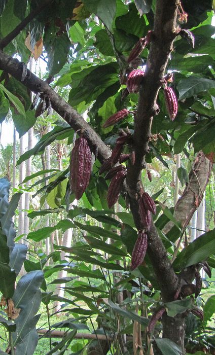 Cacao pods growing on a tree (for chocolate)