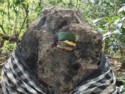 Caterpillars on a sacred rock