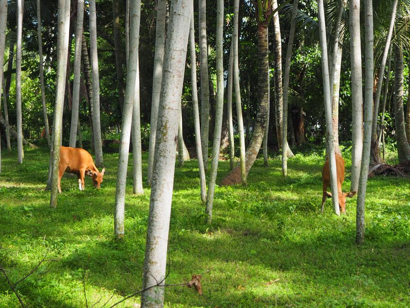 Cattle graze in a coconut plantation