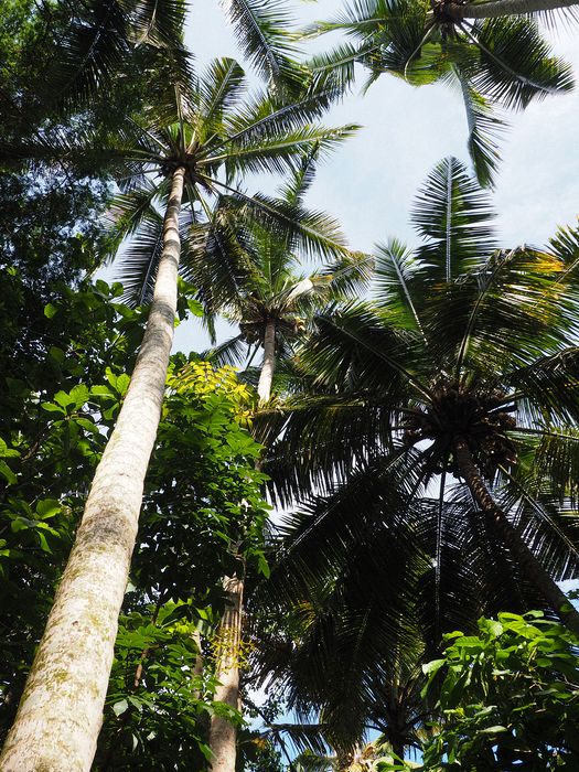 Coconut palms