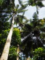 Coconut palms