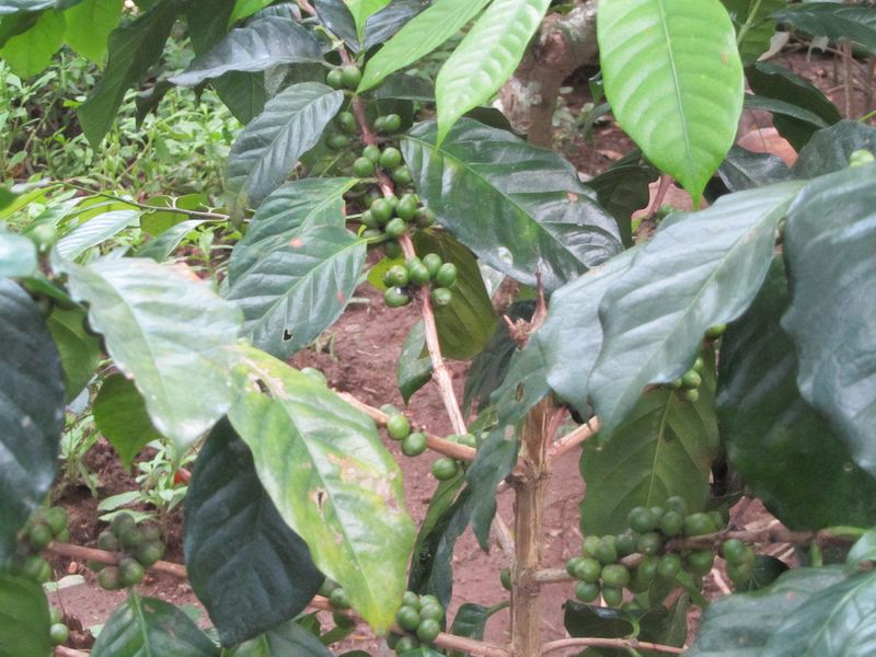 Coffee beans growing on a bush