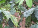 Coffee beans growing on a bush