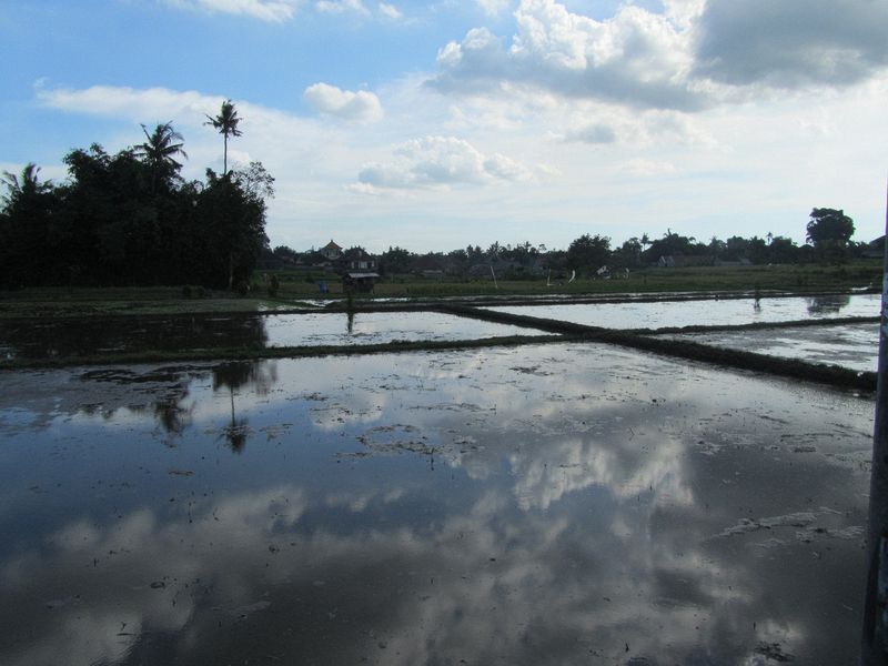 Flooded rice paddies