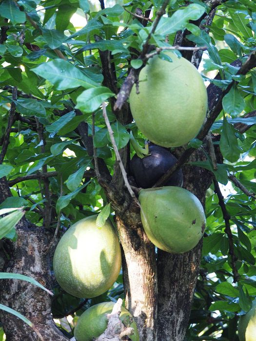 Jack fruit