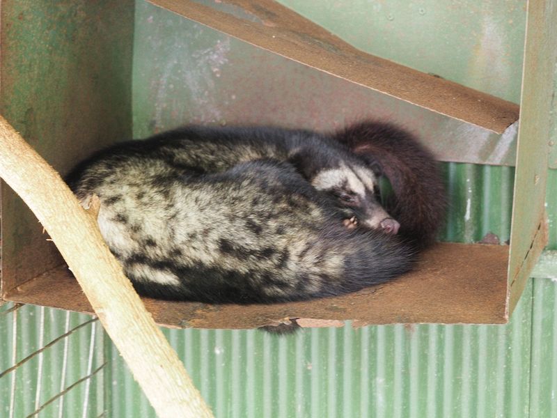 Luwak (Balinese cat)