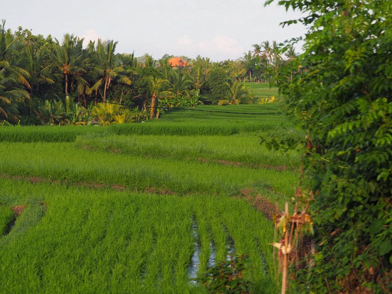 More rice paddies