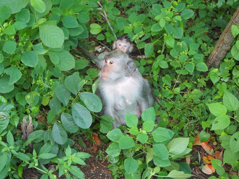 Mother monkey with baby