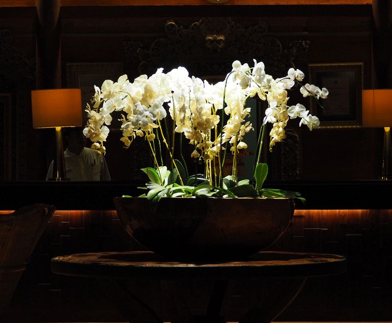 Orchids in the hotel lobby