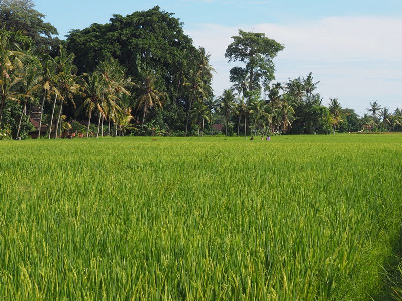 People walk through a rice field