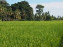 People walk through a rice field